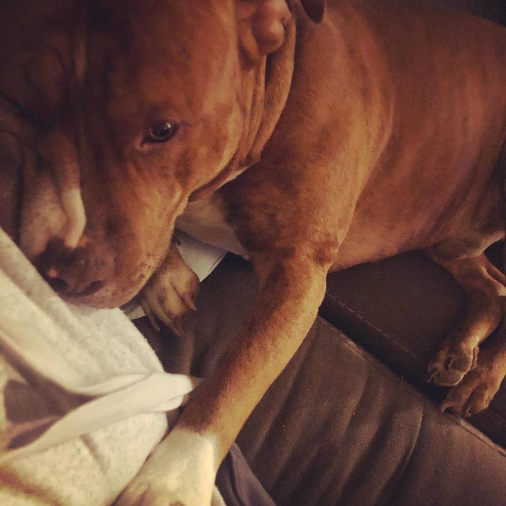 Meet your Posher, Abigail